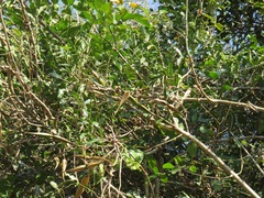 Secamone gerrardii