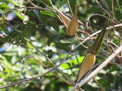 Secamone gerrardii