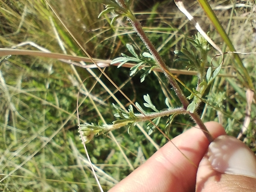 Image of Bidens triplinervia by (c) Matias Baranzelli, some rights reserved (CC BY)