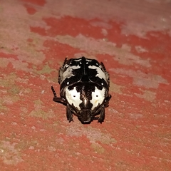 Protaetia aurichalcea