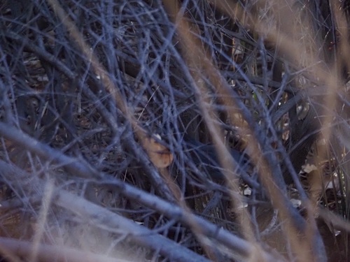 Gray Catbird photographed in New Mexico