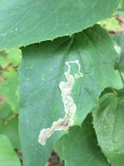 Liriomyza orilliensis
