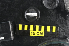 Solenogastres