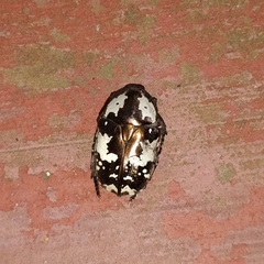 Protaetia aurichalcea