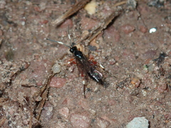 Cratichneumon culex