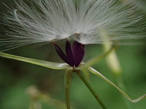 Miškinė zuiksalotė nuotrauka