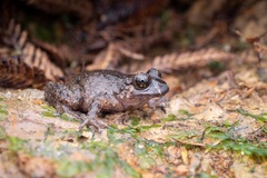 Hochstetter's Frog photo 2