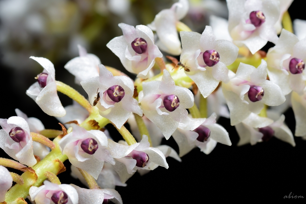 Pinalia floribunda (Pinalia floribunda)