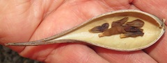 Secamone gerrardii