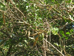Secamone gerrardii