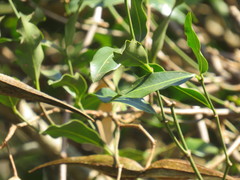 Secamone gerrardii
