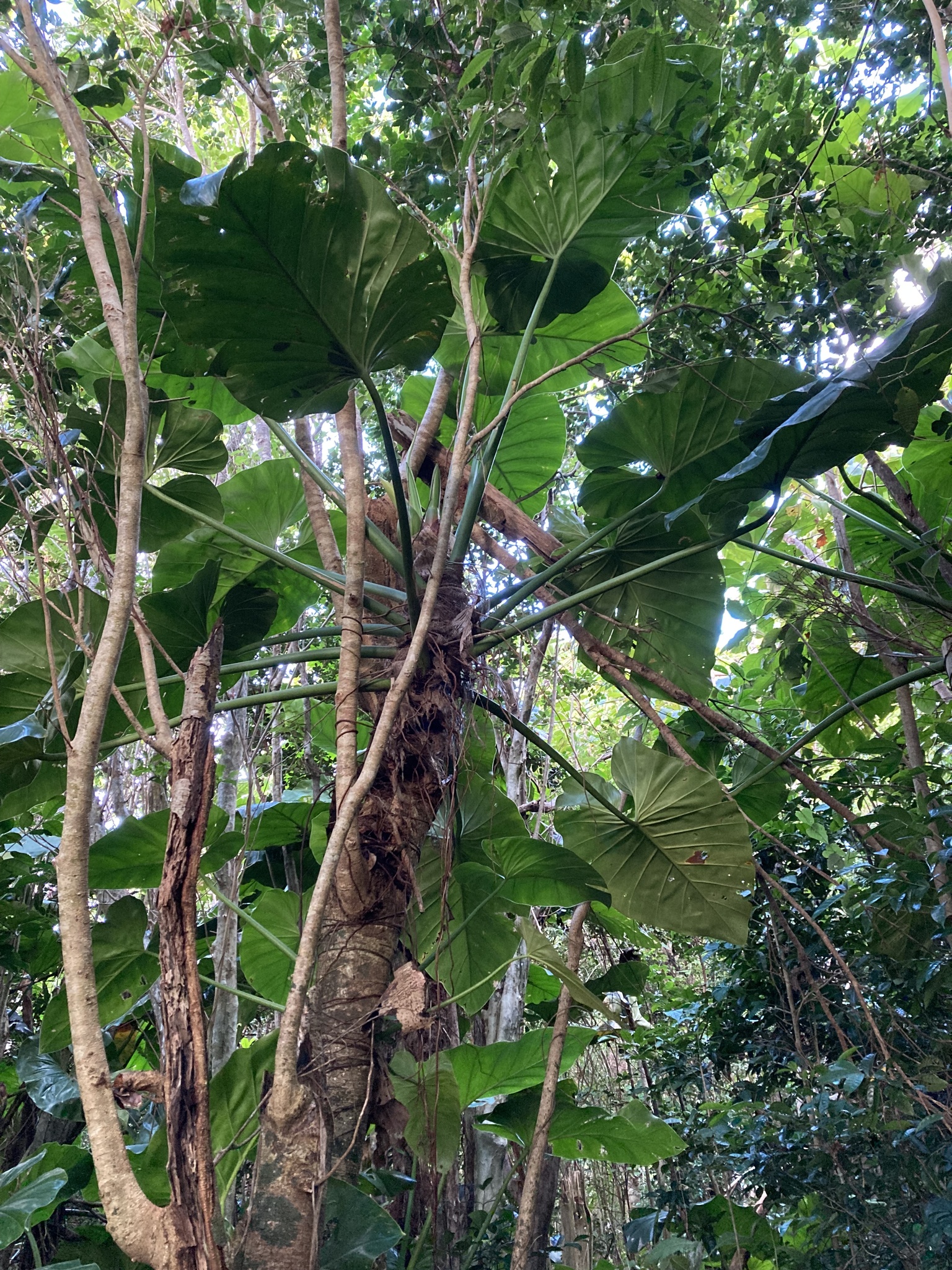 Imagem de Imbé-gigante