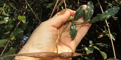 Secamone gerrardii