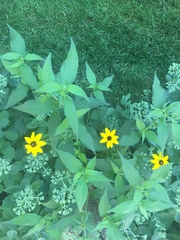 Rudbeckia