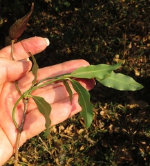 Secamone gerrardii