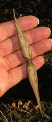 Secamone gerrardii