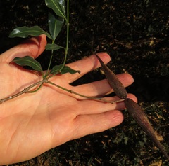 Secamone gerrardii