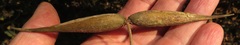 Secamone gerrardii