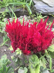 Celosia argentea plumosa
