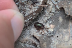 Chaetocnema confinis