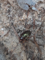 Chaetocnema confinis