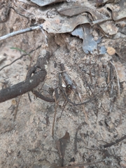 Chaetocnema confinis