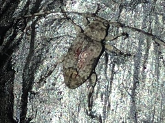 Leptostylus cretatellus