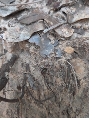 Chaetocnema confinis