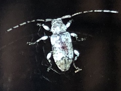 Leptostylus cretatellus