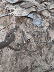 Chaetocnema confinis