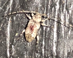 Leptostylus cretatellus