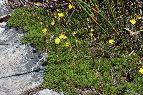 Image of Ursinia nudicaulis by (c) Tony Rebelo, some rights reserved (CC BY-SA)