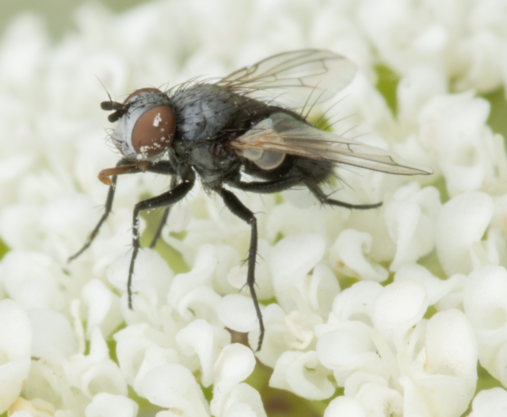 Clastoneura