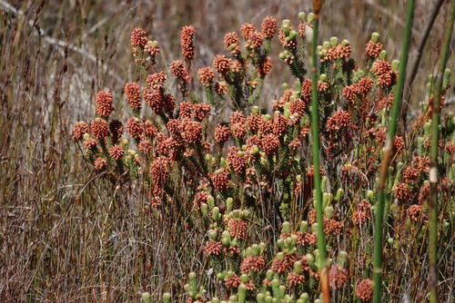 Crowberry Heath (Erica empetrina)