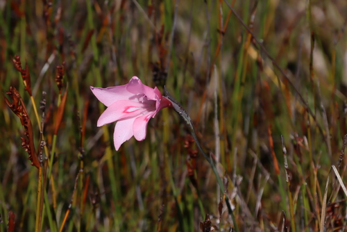Image of Gladiolus pappei by (c) Tony Rebelo, some rights reserved (CC BY-SA)