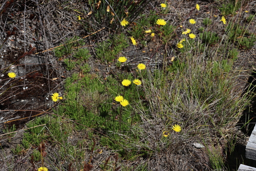 Image of Ursinia nudicaulis by (c) Tony Rebelo, some rights reserved (CC BY-SA)