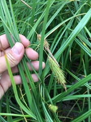 Carex paleacea