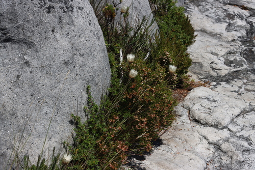 Image of Edmondia pinifolia by (c) Tony Rebelo, some rights reserved (CC BY-SA)