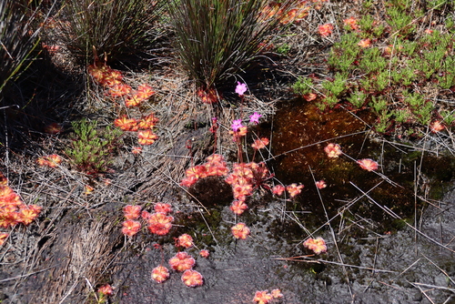 Image of Drosera cuneifolia by (c) Tony Rebelo, some rights reserved (CC BY-SA)