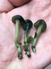 Hypomyces leotiicola