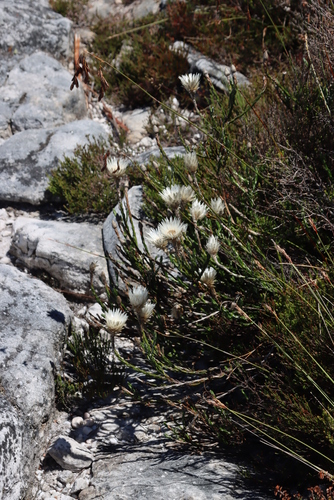 Image of Edmondia pinifolia by (c) Tony Rebelo, some rights reserved (CC BY-SA)
