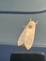 Halysidota tessellaris