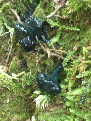 Hypomyces leotiicola