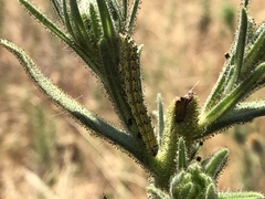 Heliothodes diminutiva