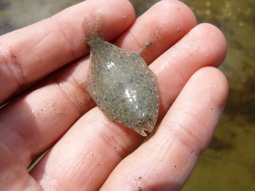 New Zealand sand flounder (Rhombosolea plebeia) — Pleuronectidae