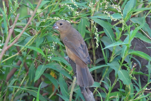 Glaucous-blue Grosbeak (Cyanoloxia glaucocaerulea)