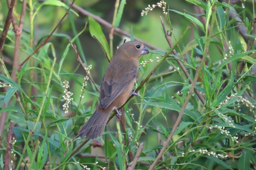 Glaucous-blue Grosbeak (Cyanoloxia glaucocaerulea), photo 2