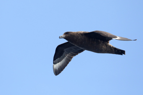 Brown Skua (Stercorarius antarcticus)