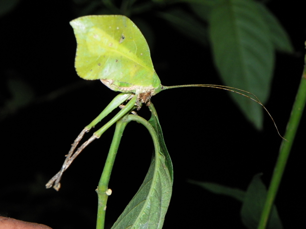 Typophyllum scissifolium