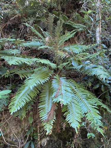 Image of Lomariocycas magellanica by (c) Matt Berger, some rights reserved (CC BY)